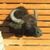 SOUTH AMERICAN WATER BUFFALO