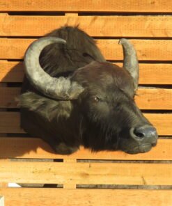 SOUTH AMERICAN WATER BUFFALO
