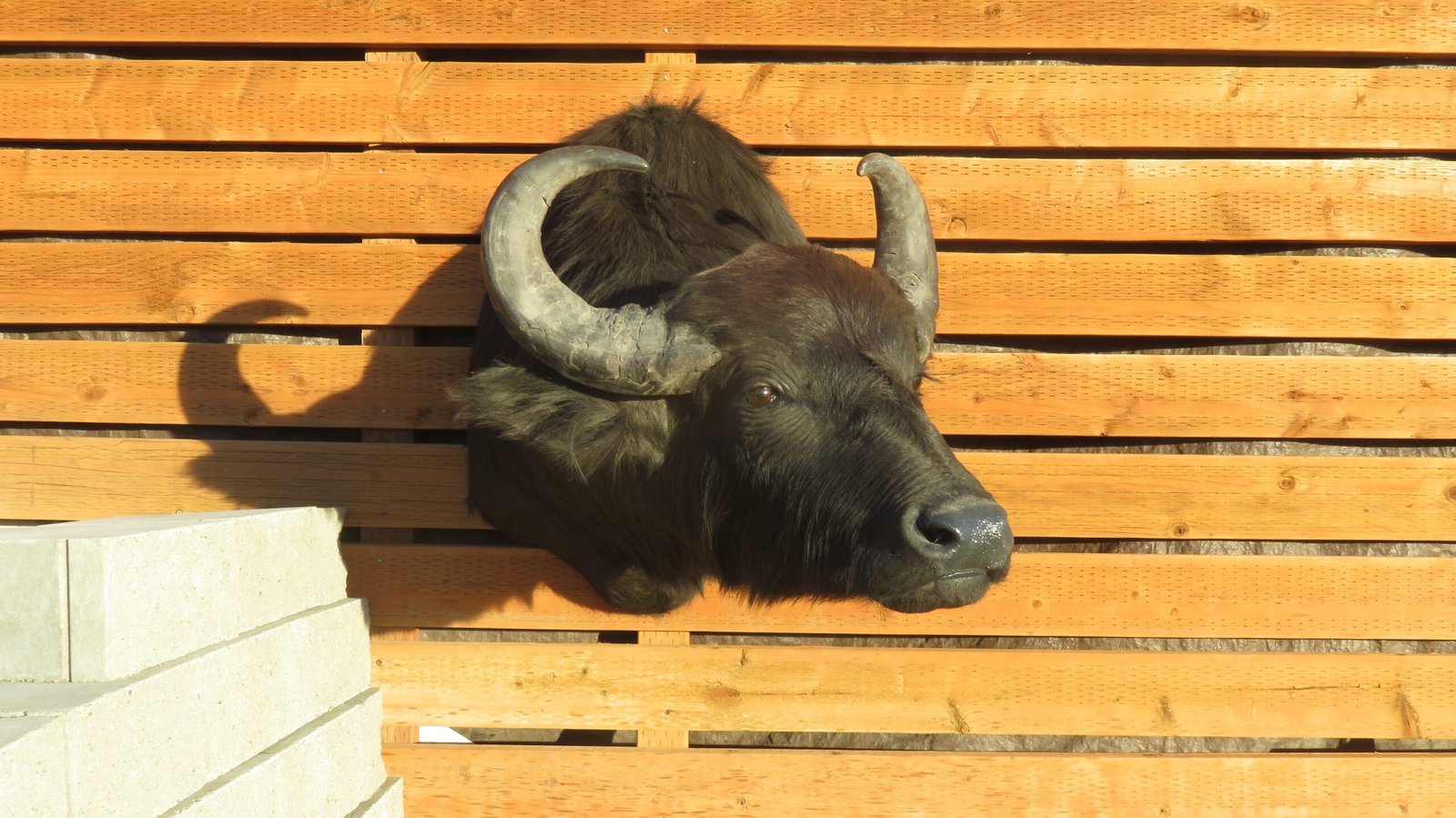 SOUTH AMERICAN WATER BUFFALO SOUTH AMERICAN WATER BUFFALO