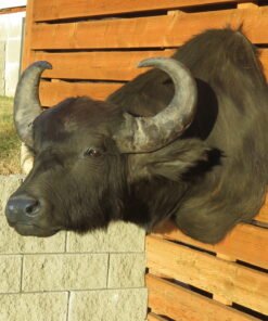 SOUTH AMERICAN WATER BUFFALO