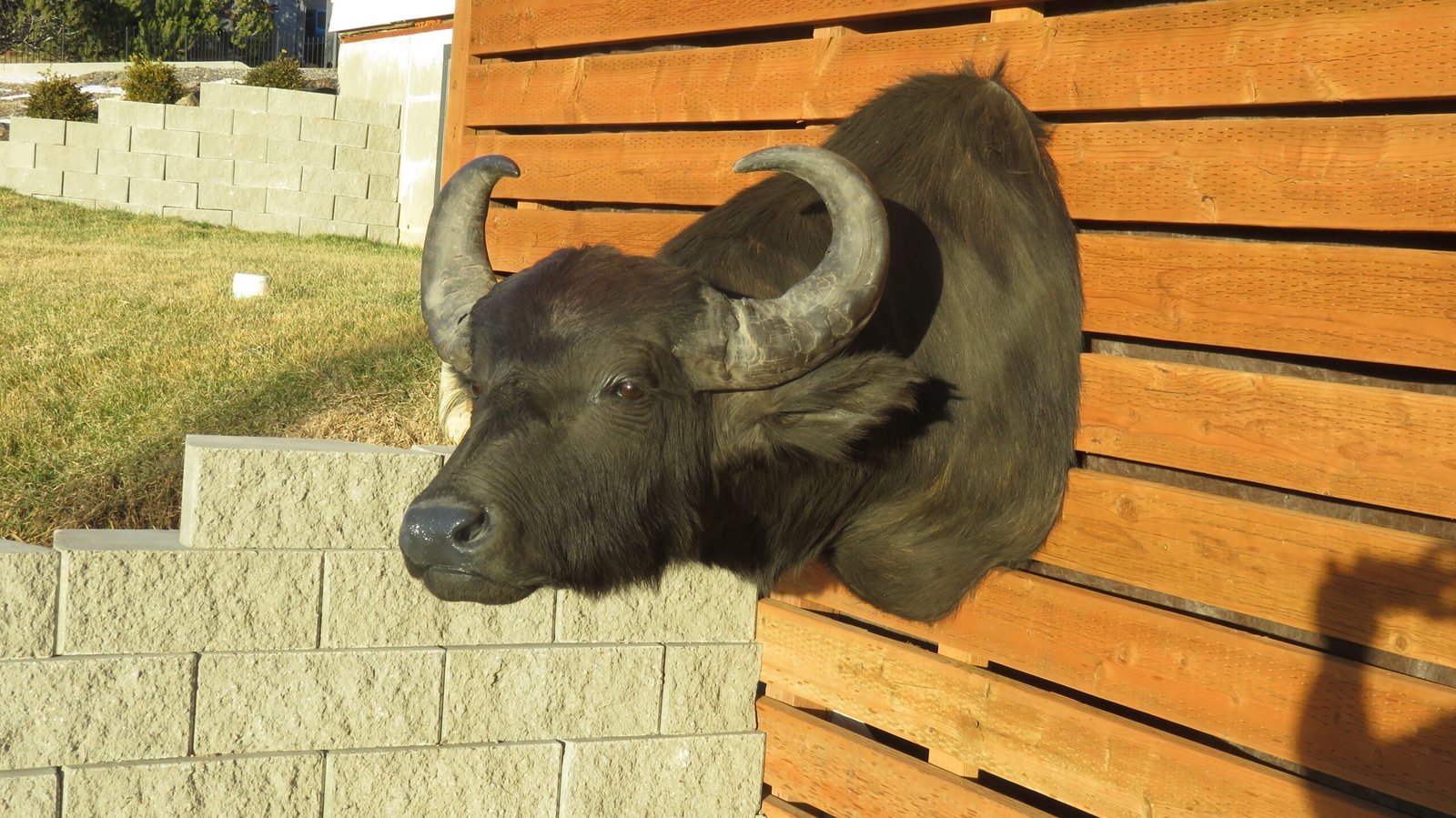 SOUTH AMERICAN WATER BUFFALO SOUTH AMERICAN WATER BUFFALO