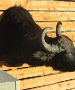 SOUTH AMERICAN WATER BUFFALO