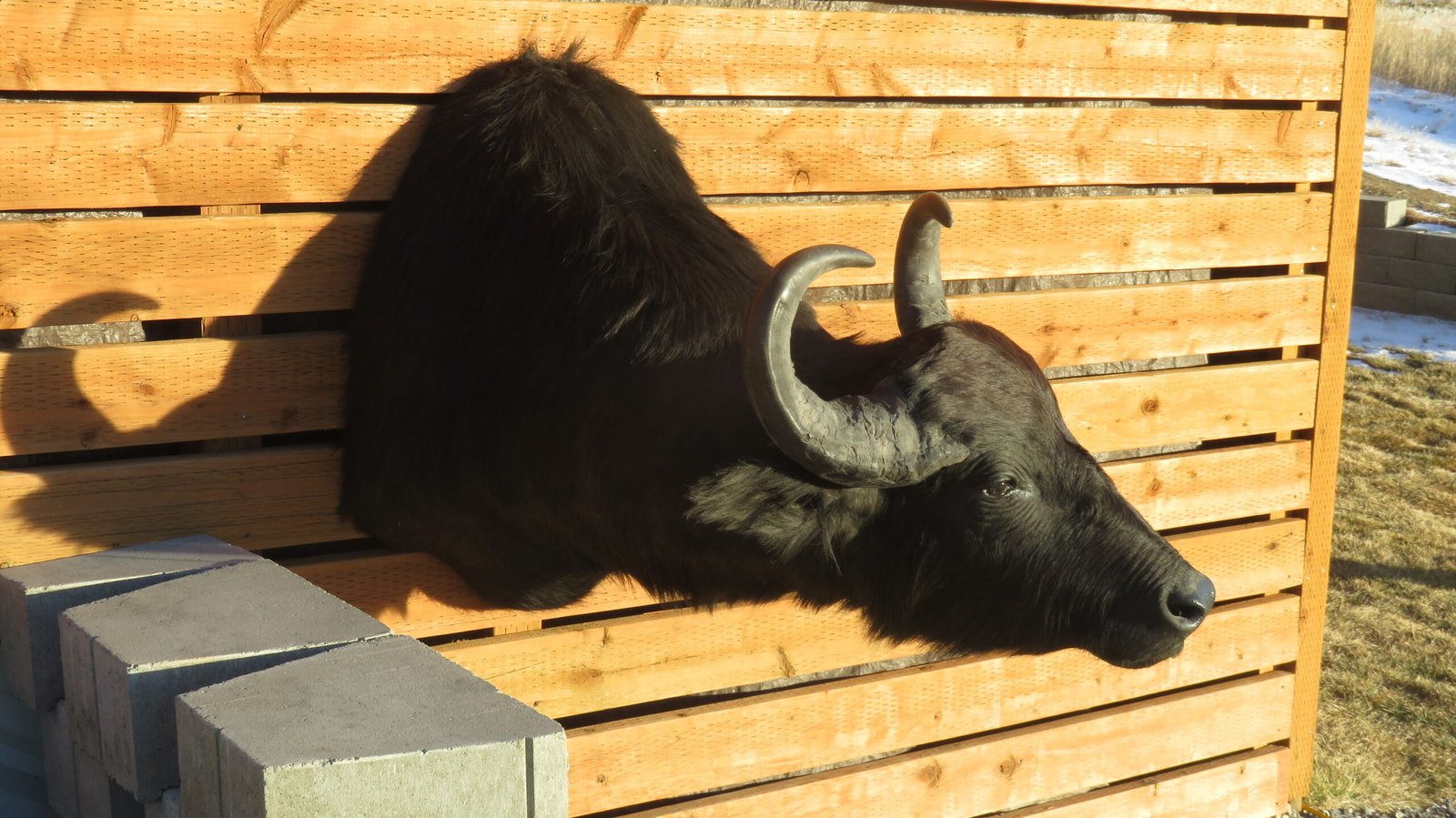 SOUTH AMERICAN WATER BUFFALO SOUTH AMERICAN WATER BUFFALO