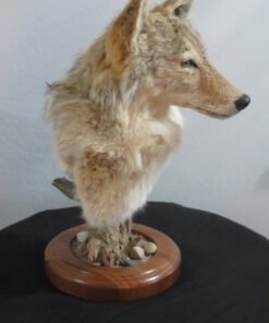 COYOTE SHOULDER MOUNT