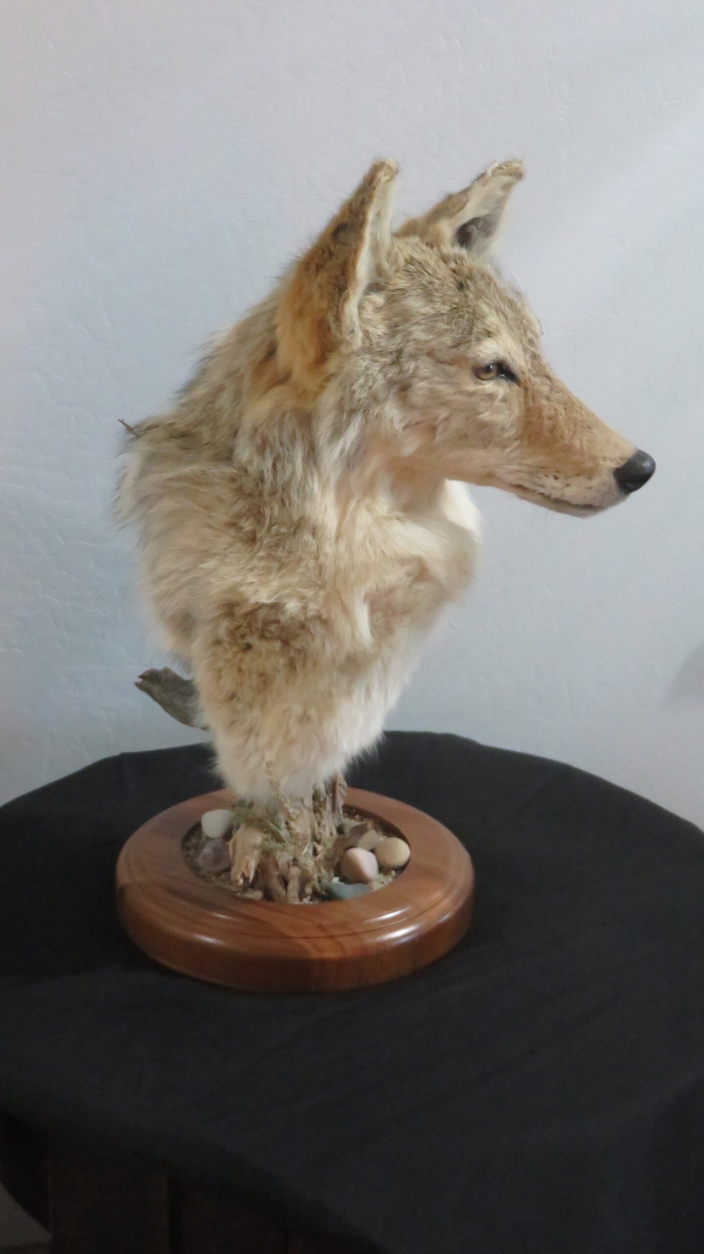 COYOTE SHOULDER MOUNT COYOTE SHOULDER MOUNT