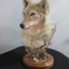 COYOTE SHOULDER MOUNT