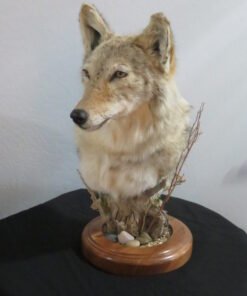 COYOTE SHOULDER MOUNT