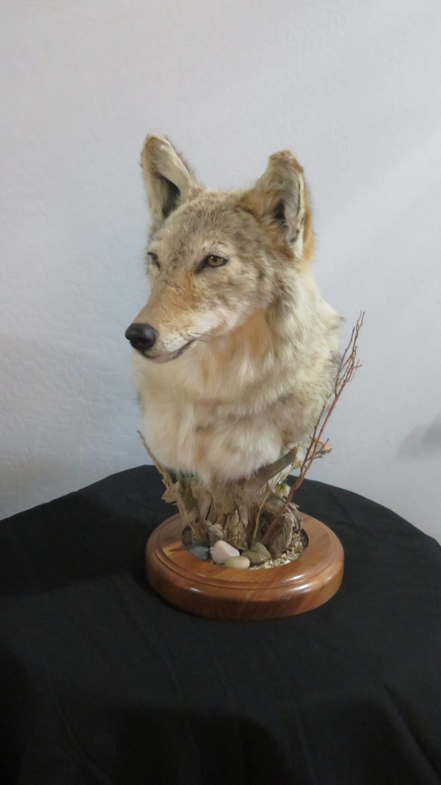 COYOTE SHOULDER MOUNT COYOTE SHOULDER MOUNT