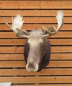 SHIRAS MOOSE SHOULDER MOUNT