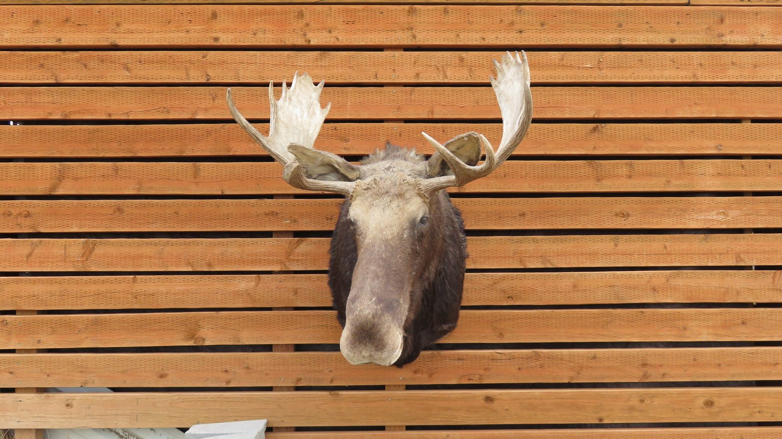 SHIRAS MOOSE SHOULDER MOUNT SHIRAS MOOSE SHOULDER MOUNT