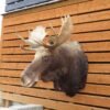 SHIRAS MOOSE SHOULDER MOUNT