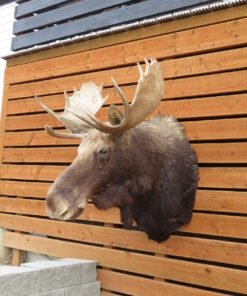 SHIRAS MOOSE SHOULDER MOUNT