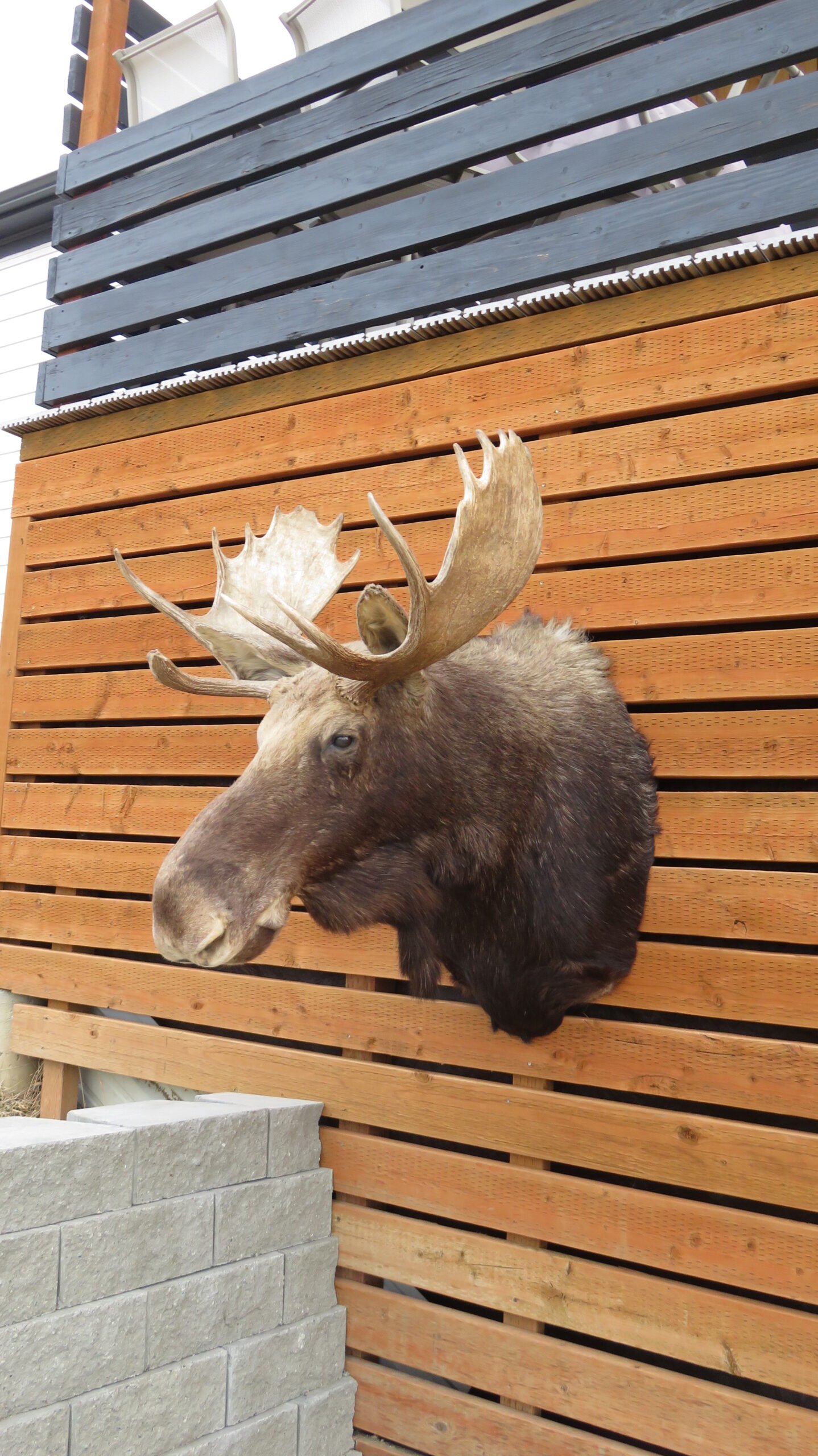 SHIRAS MOOSE SHOULDER MOUNT SHIRAS MOOSE SHOULDER MOUNT