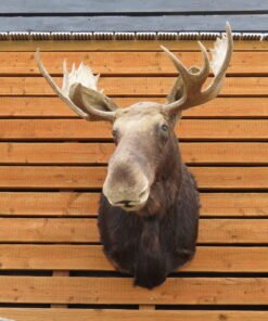SHIRAS MOOSE SHOULDER MOUNT