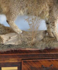 BOBCAT LIFESIZE
