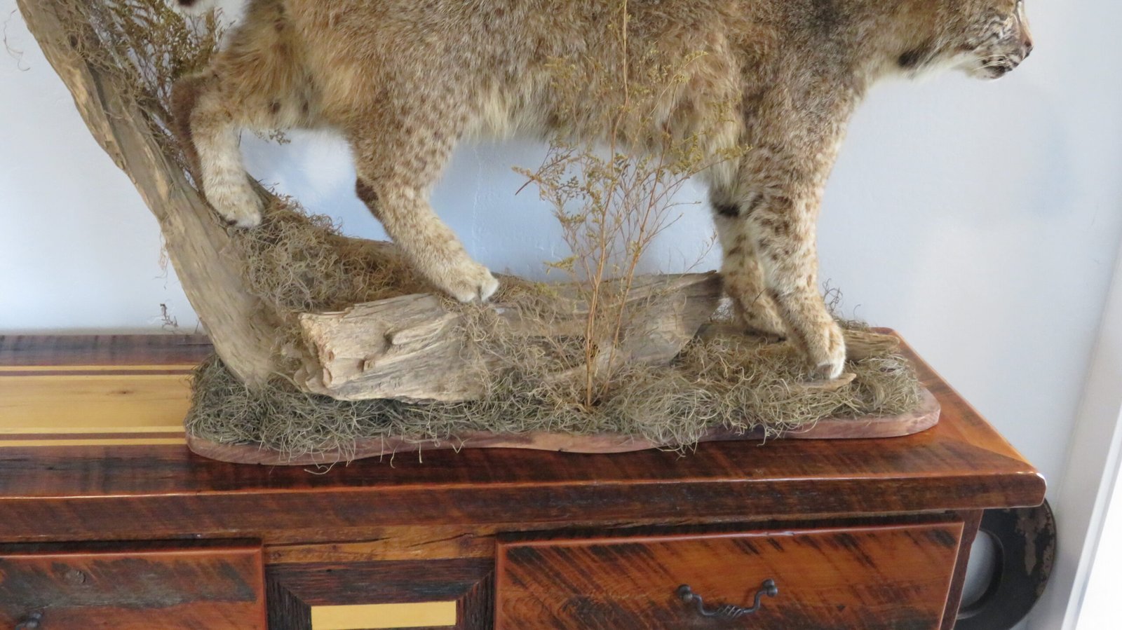 BOBCAT LIFESIZE