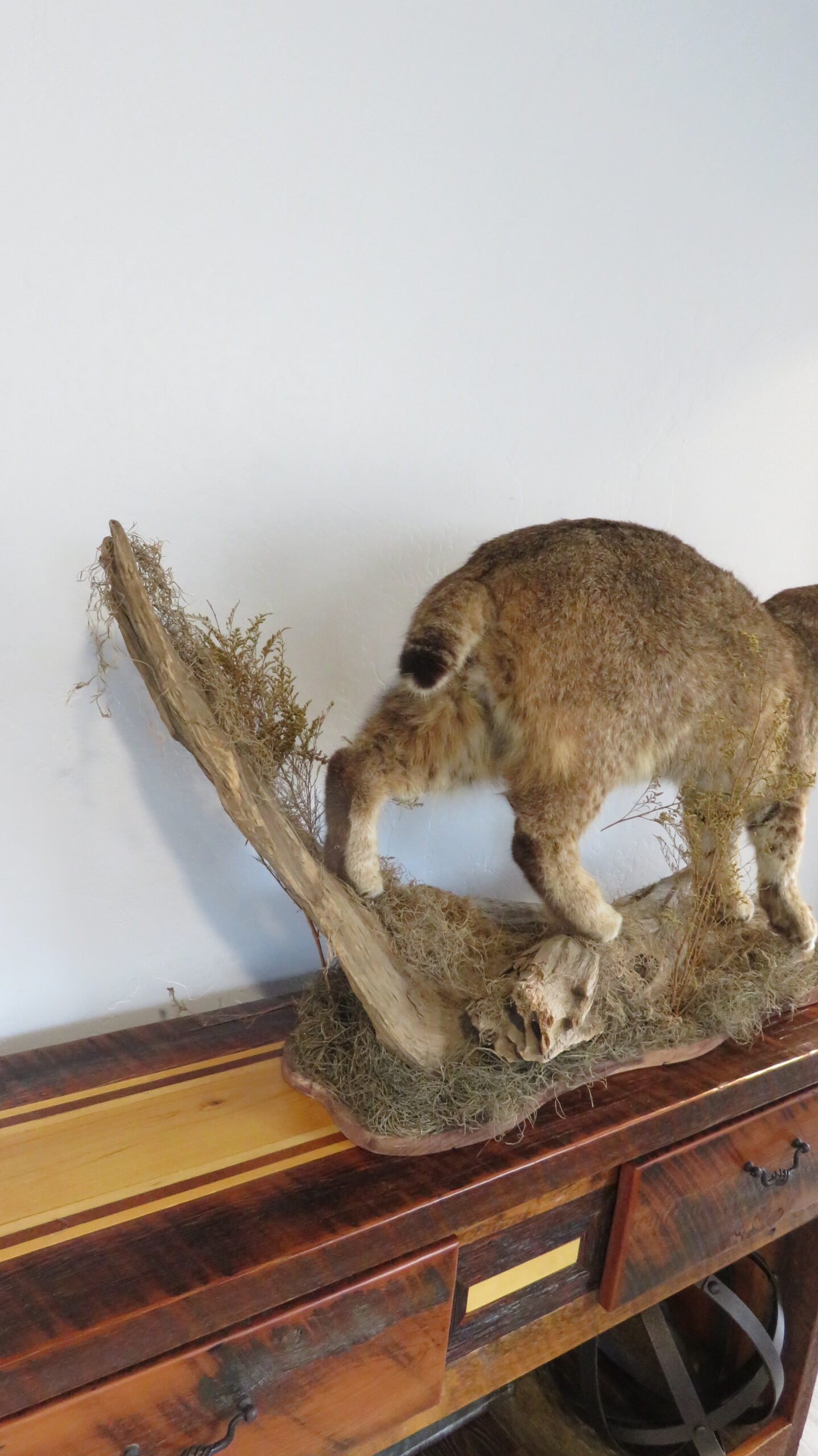 BOBCAT LIFESIZE - Image 5