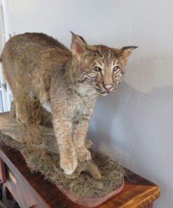 BOBCAT LIFESIZE