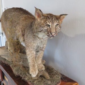 BOBCAT LIFESIZE