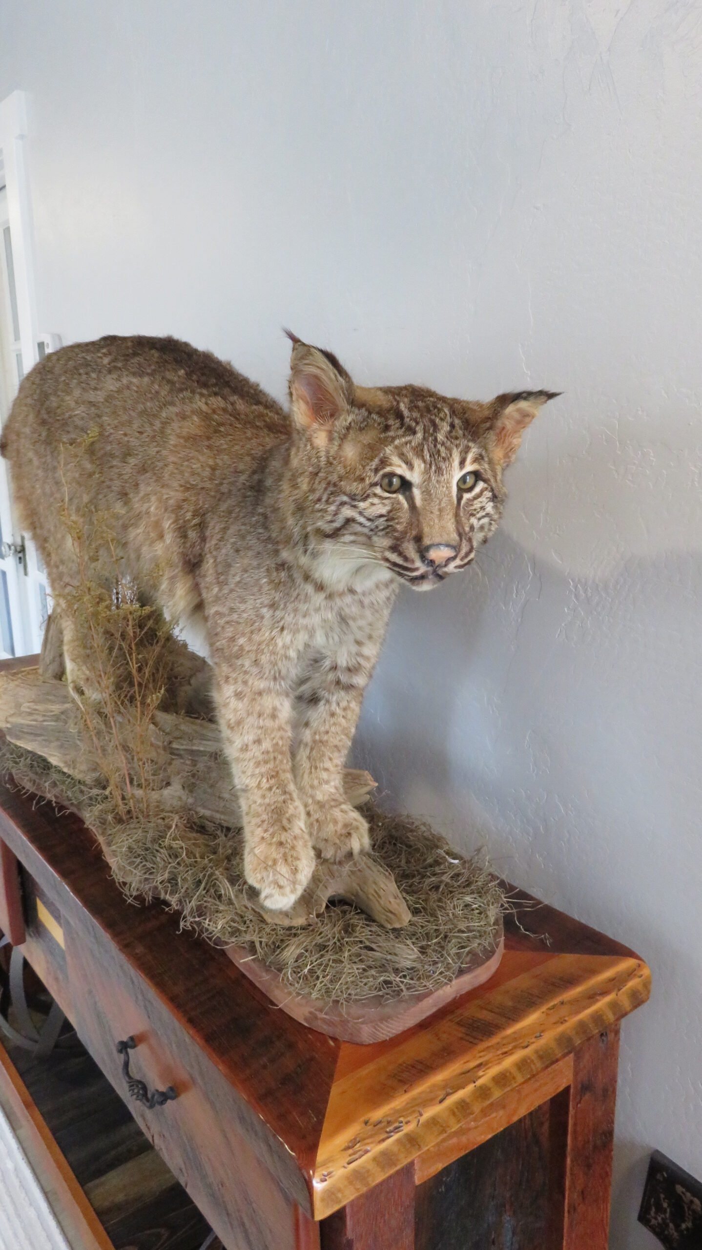 BOBCAT LIFESIZE