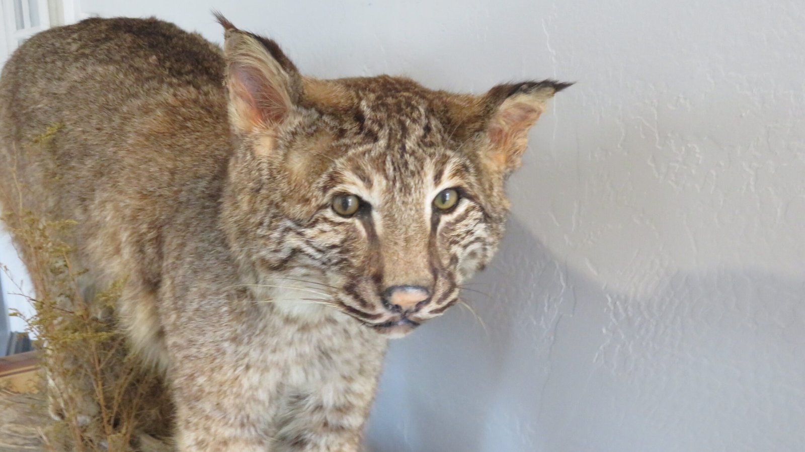 BOBCAT LIFESIZE - Image 4