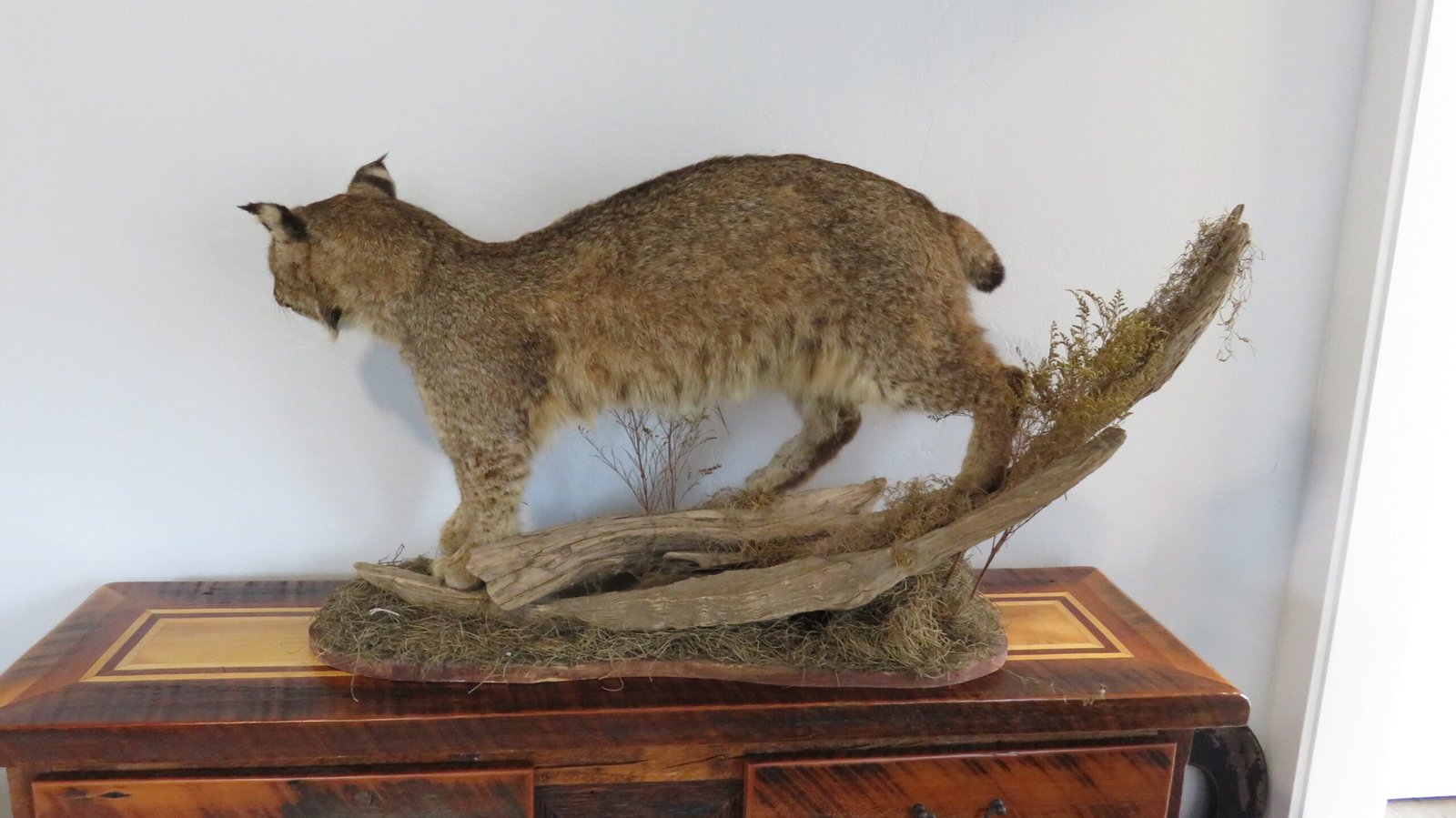BOBCAT LIFESIZE - Image 3