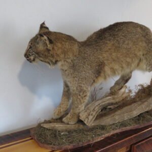 BOBCAT LIFESIZE
