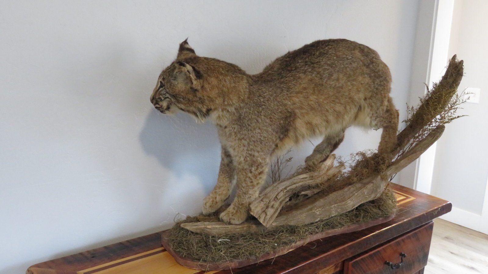 BOBCAT LIFESIZE - Image 2