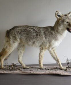 COYOTE LIFE SIZED