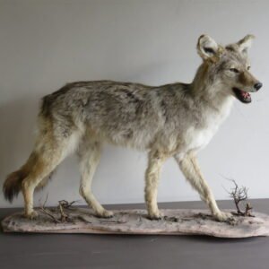 COYOTE LIFE SIZED