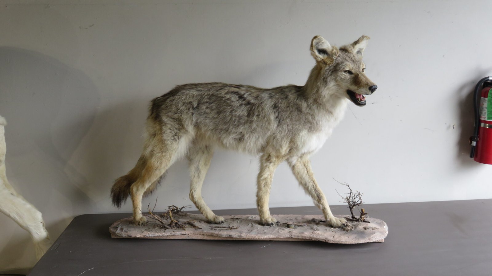 COYOTE LIFE SIZED