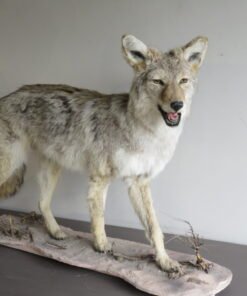 COYOTE LIFE SIZED