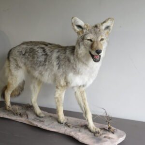 COYOTE LIFE SIZED