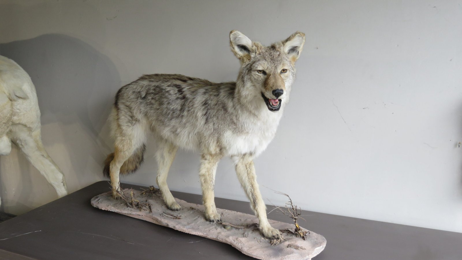 COYOTE LIFE SIZED