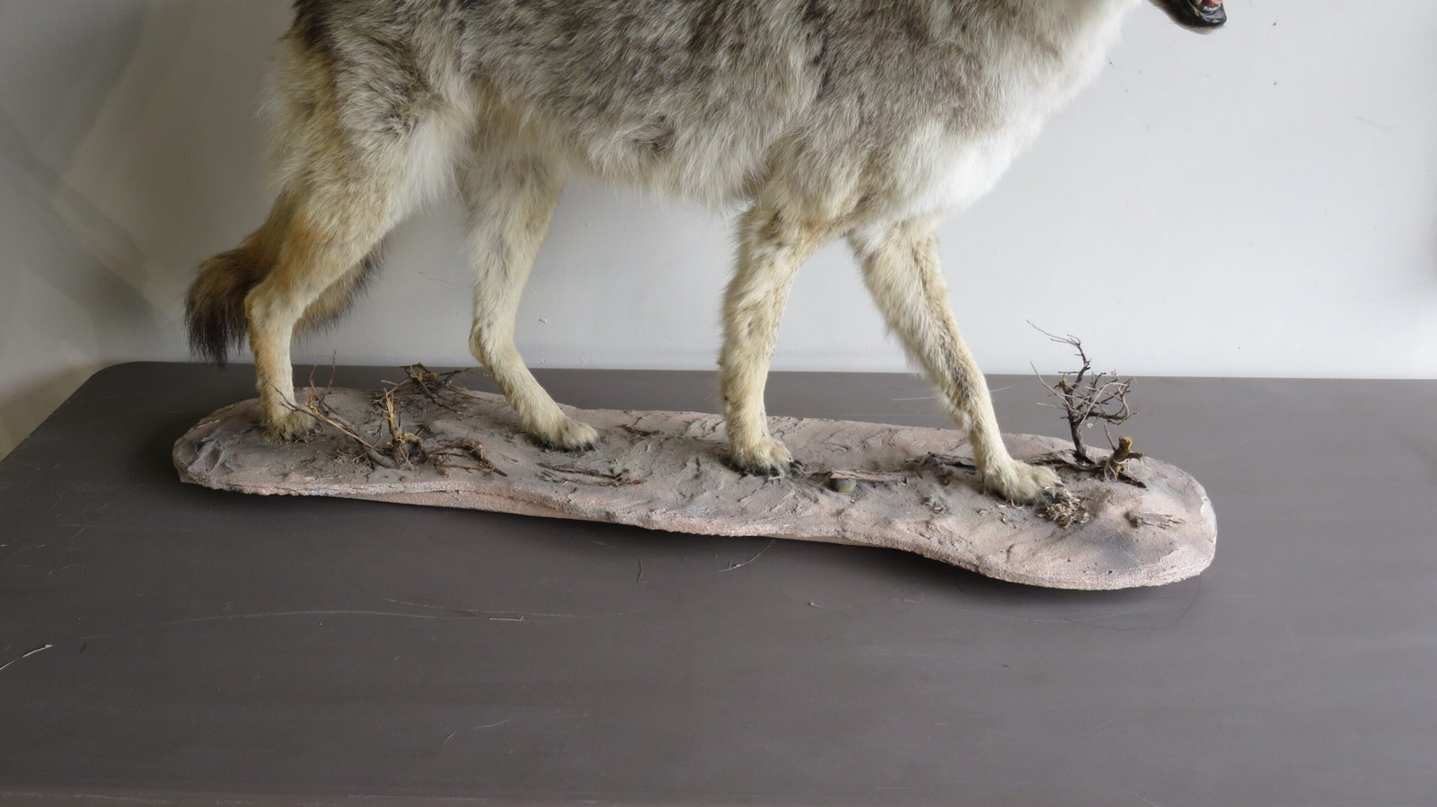 COYOTE LIFE SIZED - Image 3