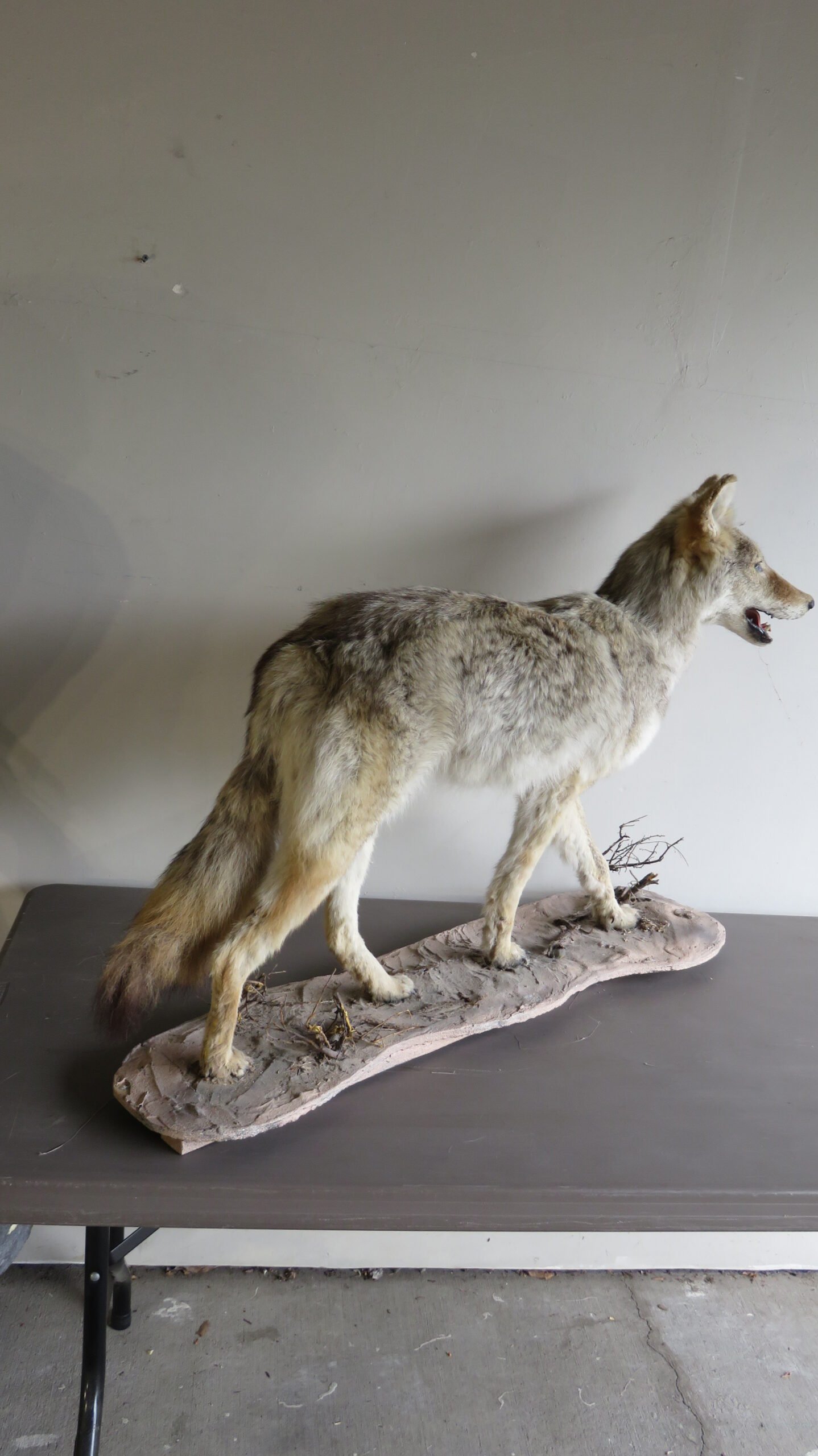 COYOTE LIFE SIZED - Image 4