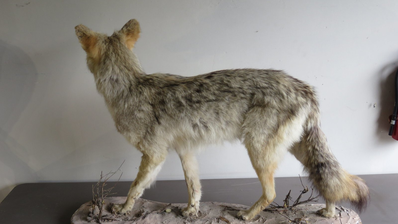COYOTE LIFE SIZED - Image 5