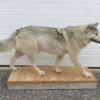 ALASKAN WOLF LIFE-SIZED