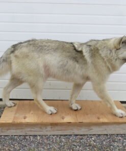 ALASKAN WOLF LIFE-SIZED