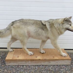 ALASKAN WOLF LIFE-SIZED