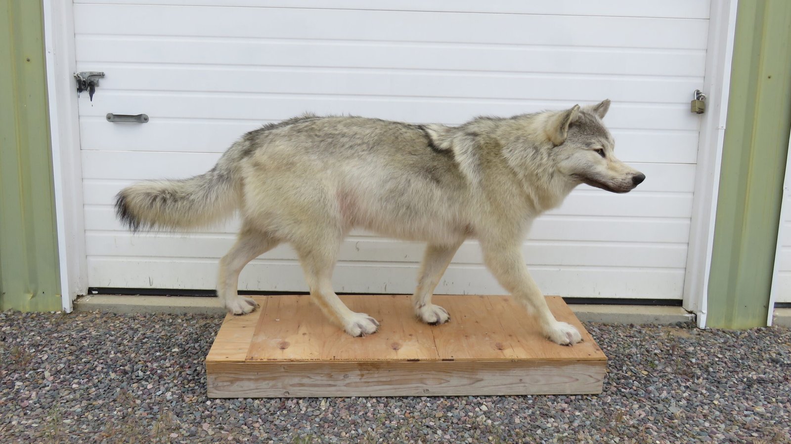 ALASKAN WOLF LIFE-SIZED