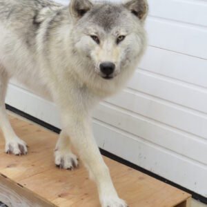 ALASKAN WOLF LIFE-SIZED
