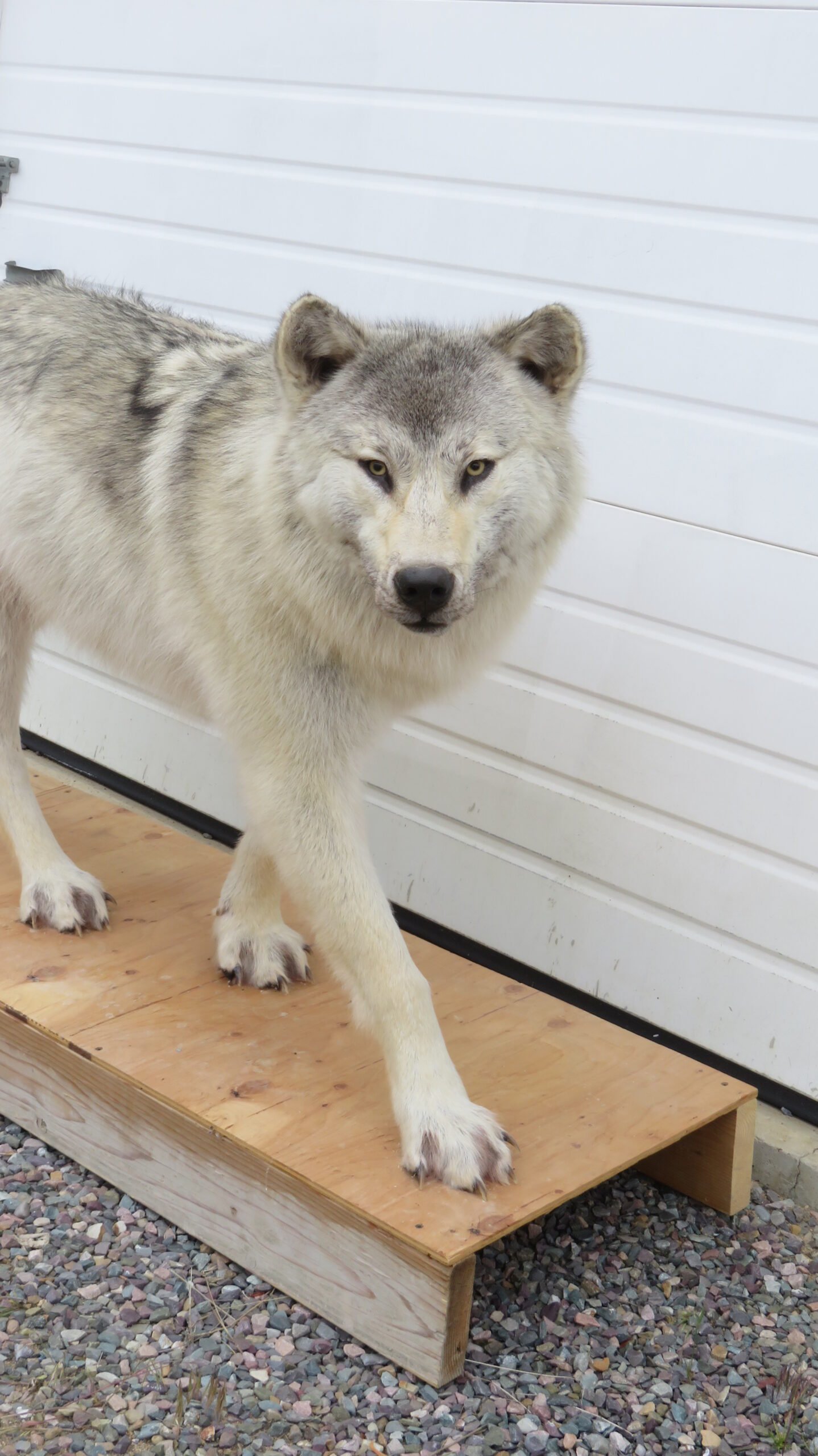 ALASKAN WOLF LIFE-SIZED - Image 2