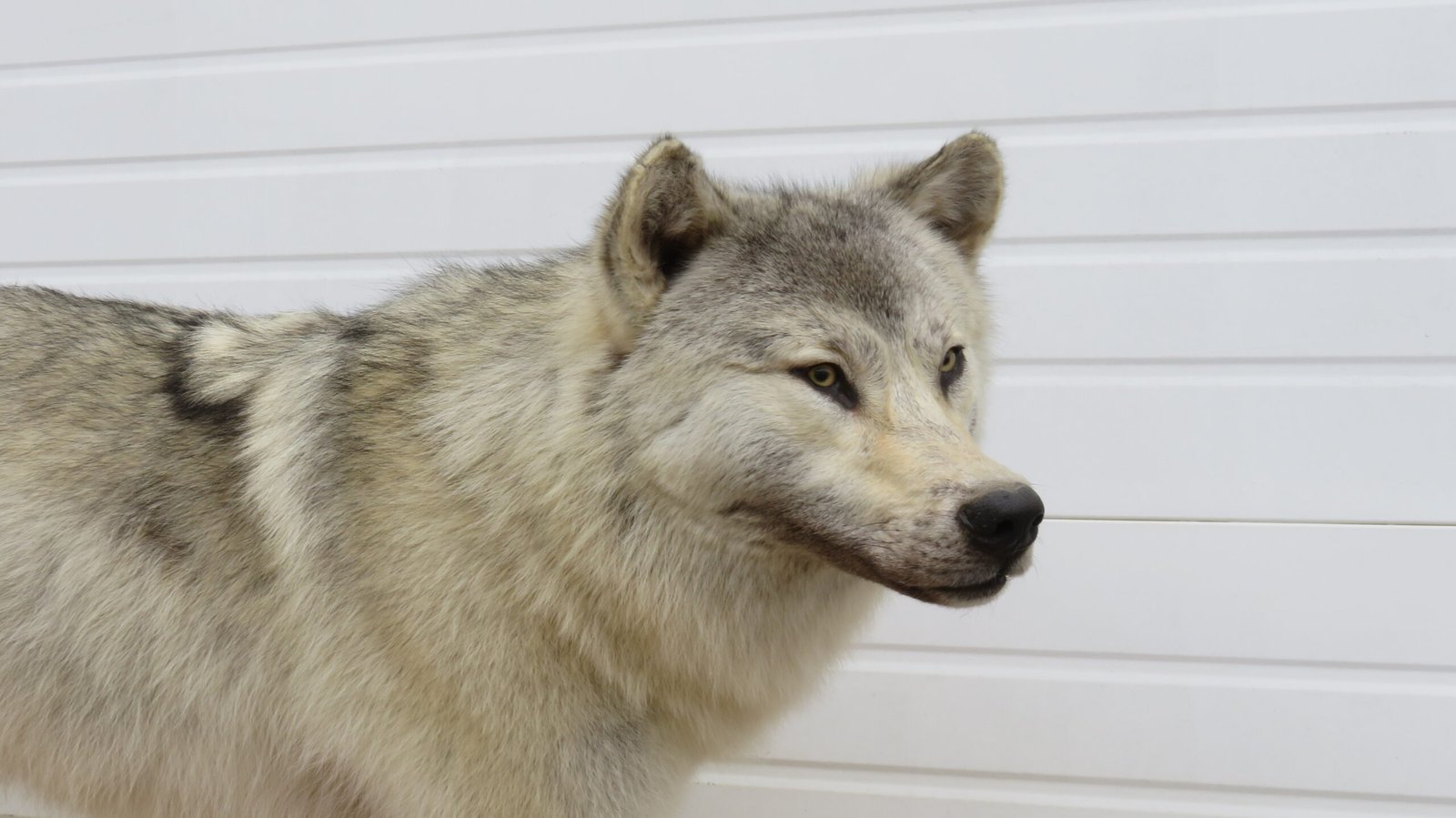 ALASKAN WOLF LIFE-SIZED - Image 6