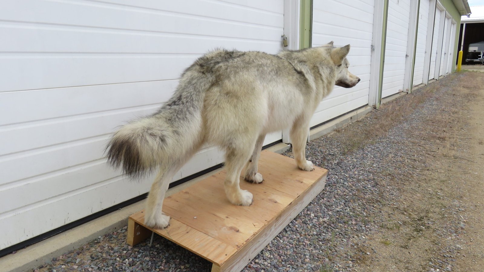 ALASKAN WOLF LIFE-SIZED - Image 5