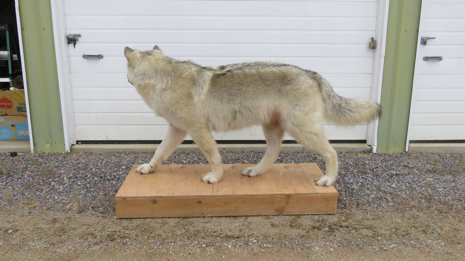 ALASKAN WOLF LIFE-SIZED - Image 4