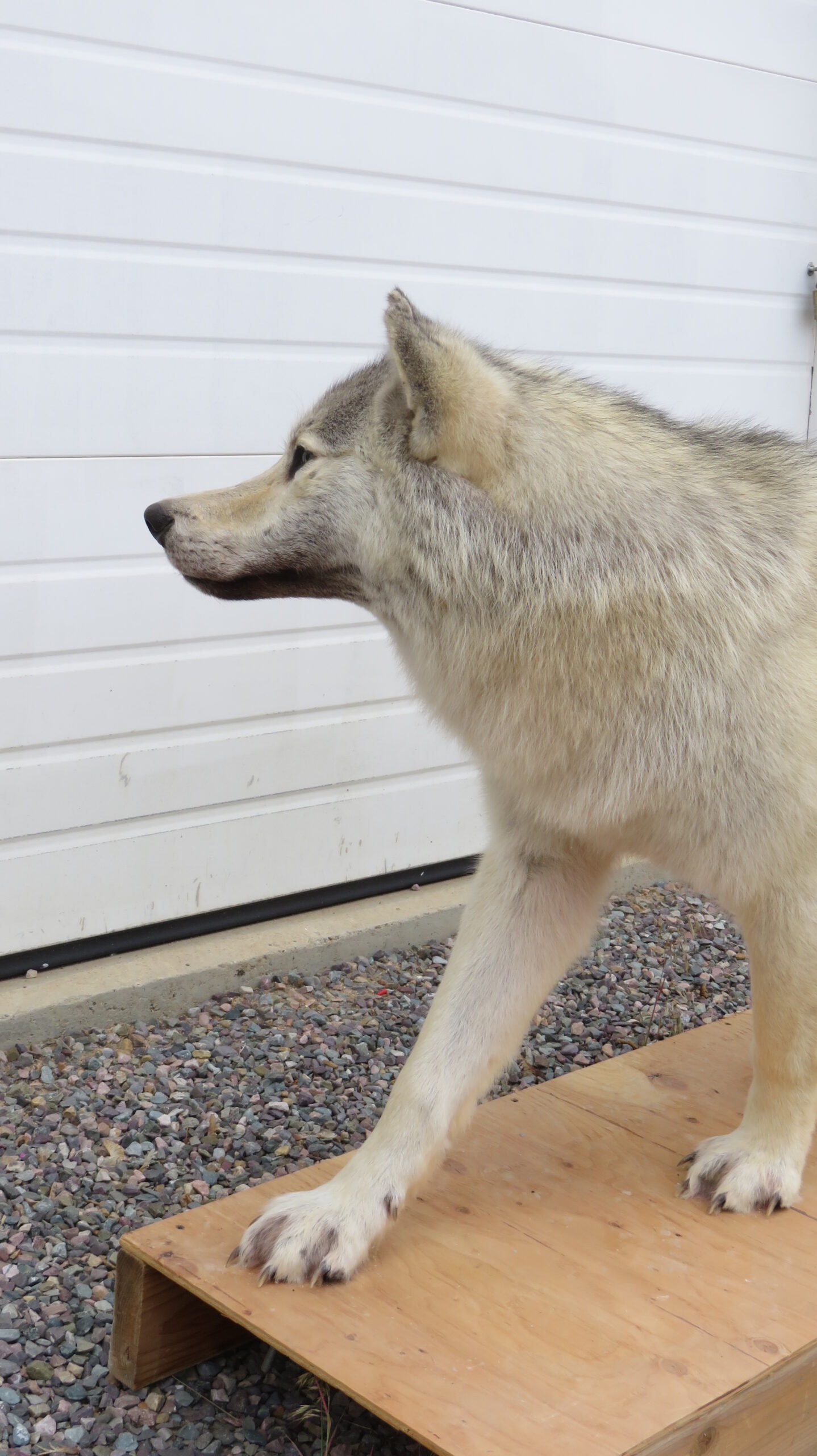 ALASKAN WOLF LIFE-SIZED - Image 3