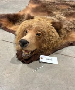 Taxidermy