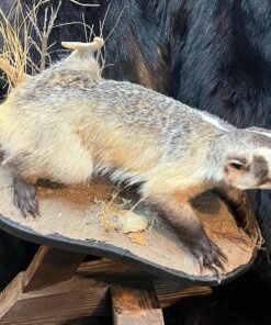 Taxidermy