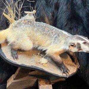 Taxidermy